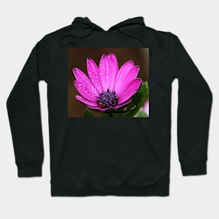 Purple Daisy Hoodie